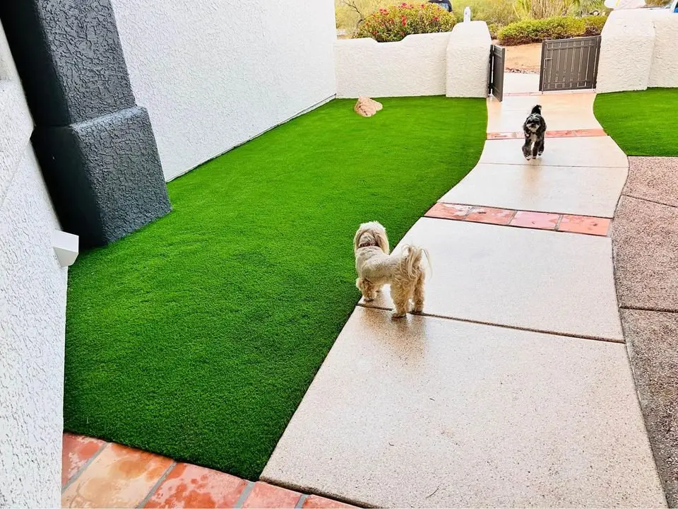 Two small dogs trot along a curved path lined with pet-friendly artificial grass in a sunny Tucson AZ yard. The lush, artificial turf is bordered by a white wall and black gate, creating a clean and inviting setting for the playful pups.